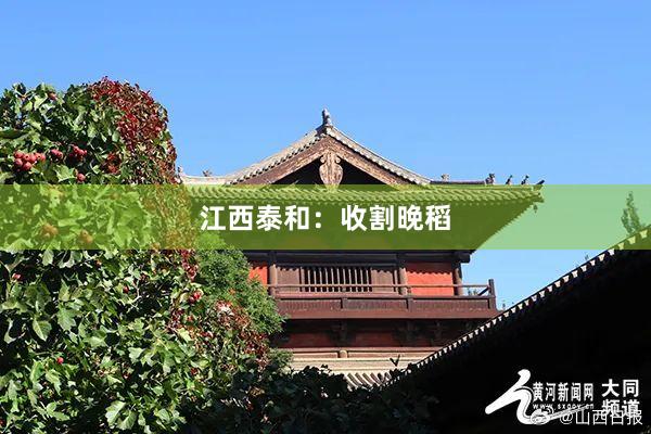江西泰和：收割晚稻
