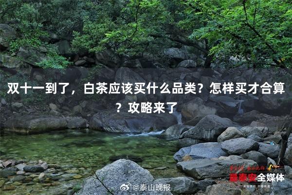 双十一到了,白茶应该买什么品类?怎样买才合算?攻略来了