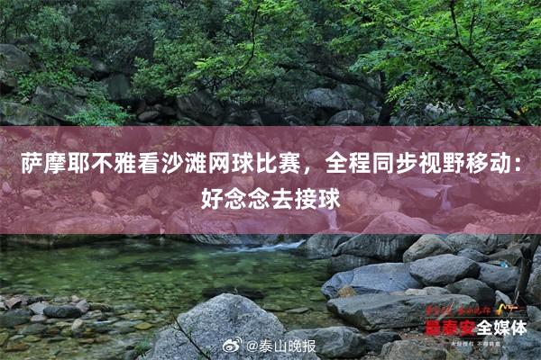 萨摩耶不雅看沙滩网球比赛,全程同步视野移动:好念念去接球